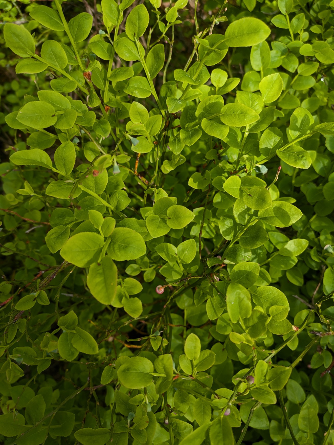A close-up of fresh green bilberry bushes on the forest floor