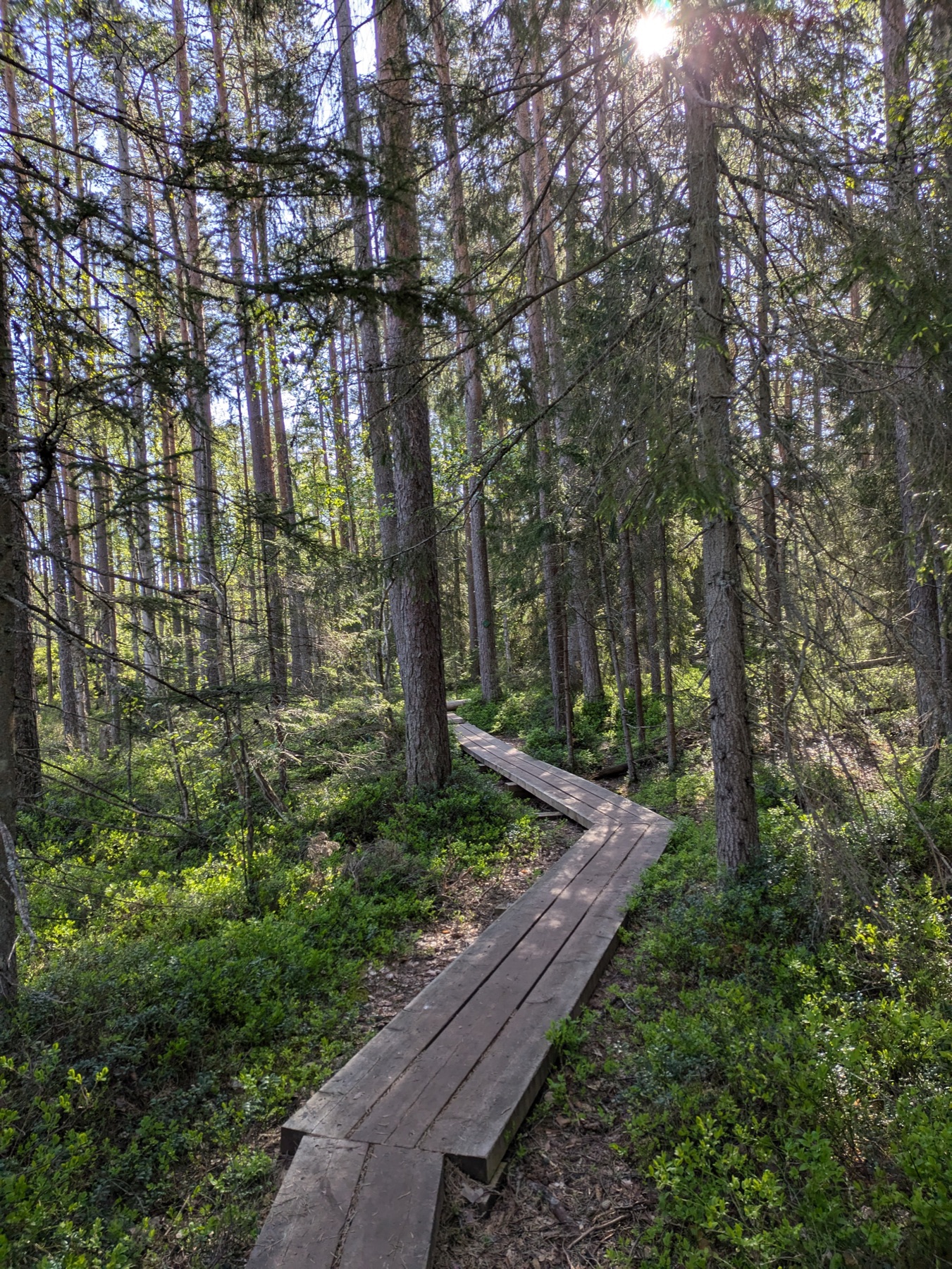 A wooden boardwalk winding through a sunlit green summer forest