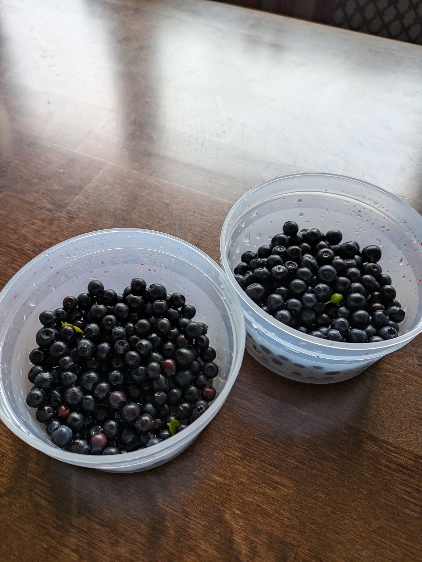 Two tubs filled with freshly picked wild blueberries