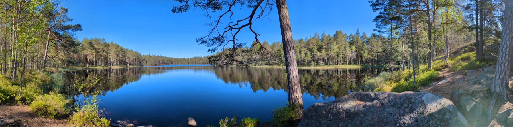 A calm forest lake mirroring blue sky and pine trees on a clear summer morning