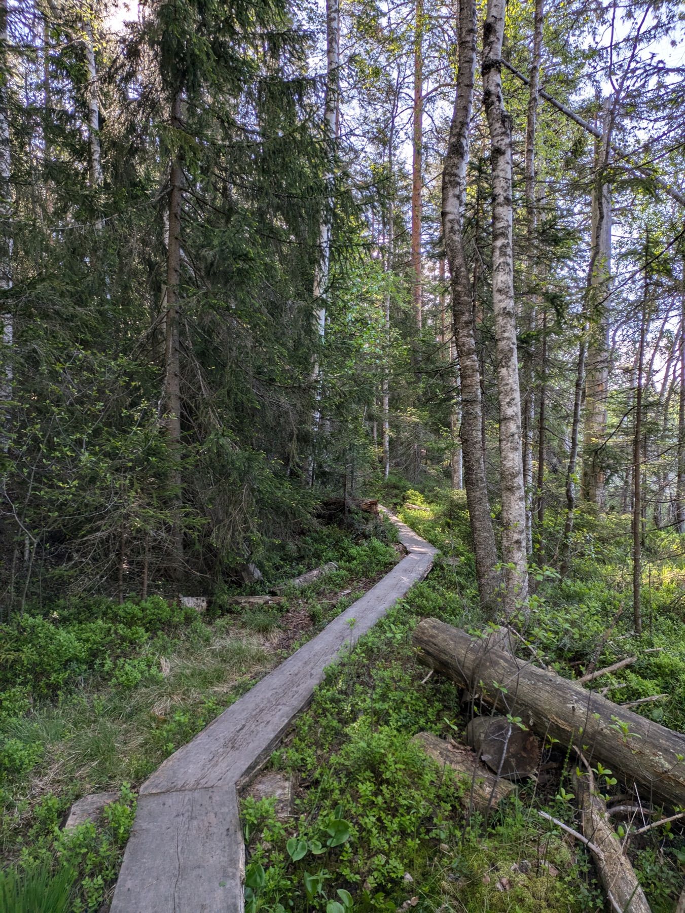A single-plank duckboard path crossing the green forest floor