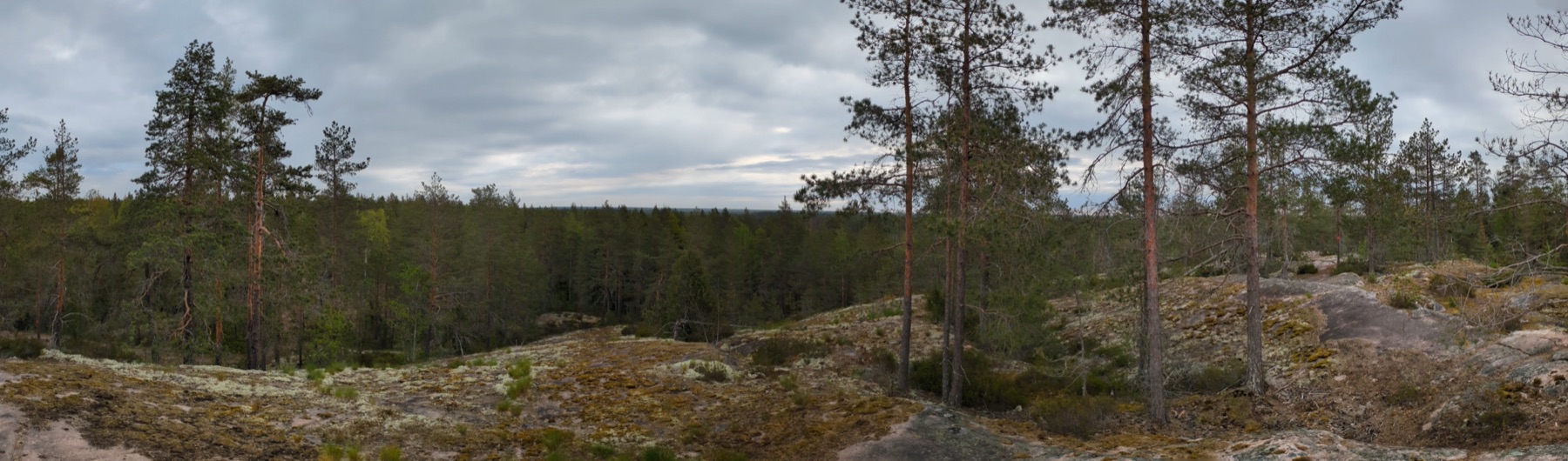 A panorama from a mossy forest ridge looking out over the pines