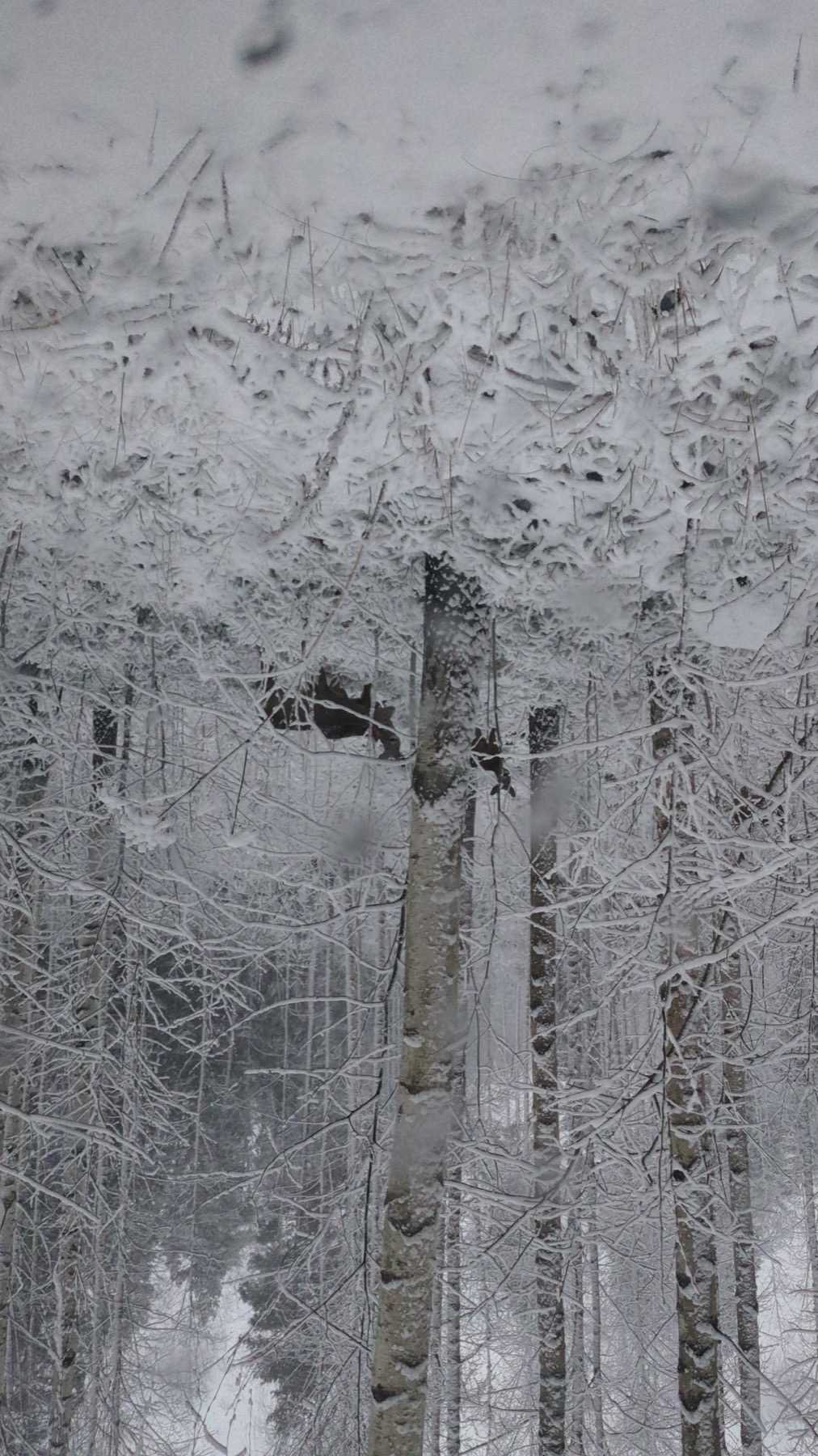 A forest of trees coated in thick white frost on a still winter day