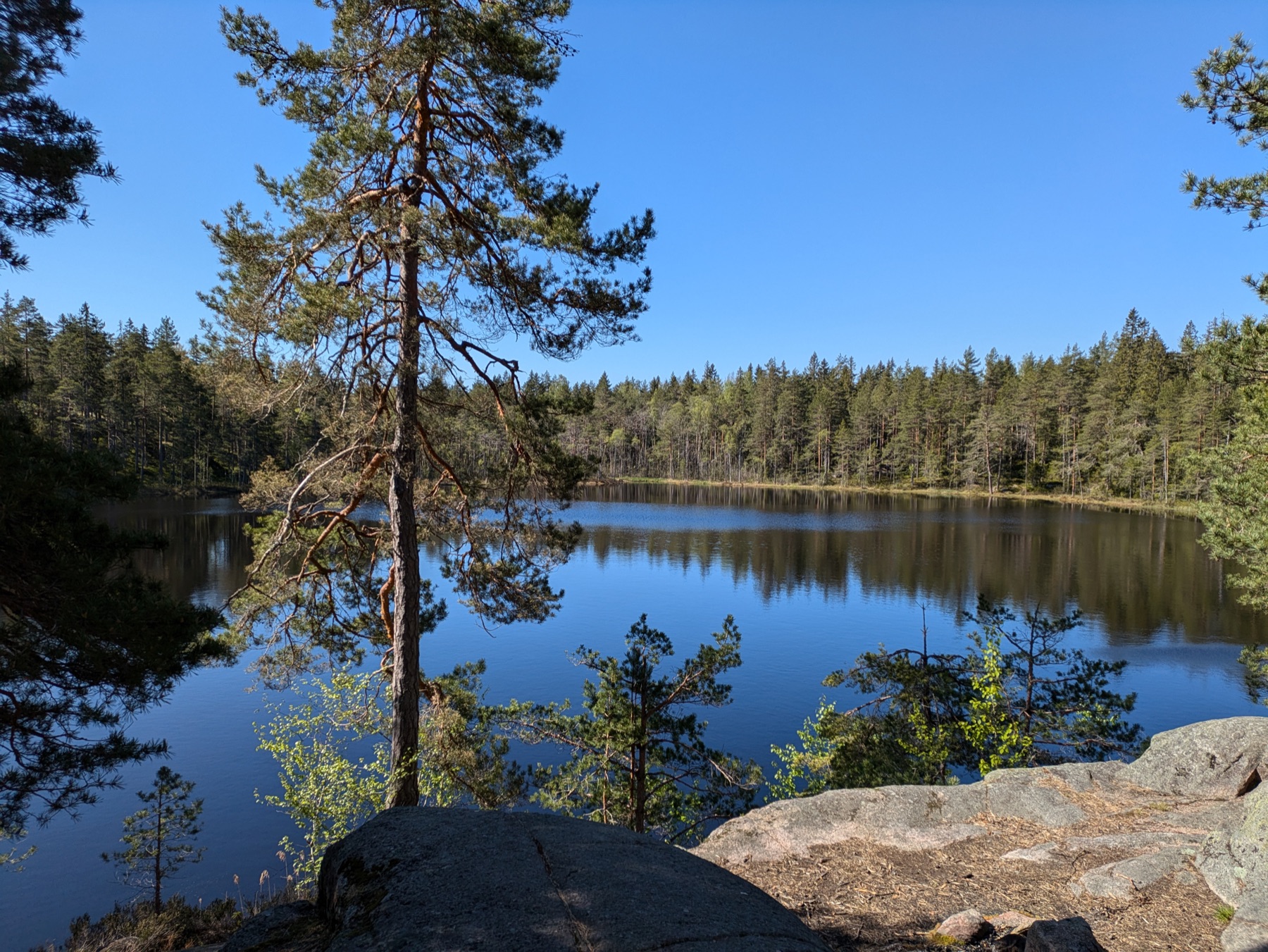 A quiet forest lake seen from a rocky ledge framed by a tall pine