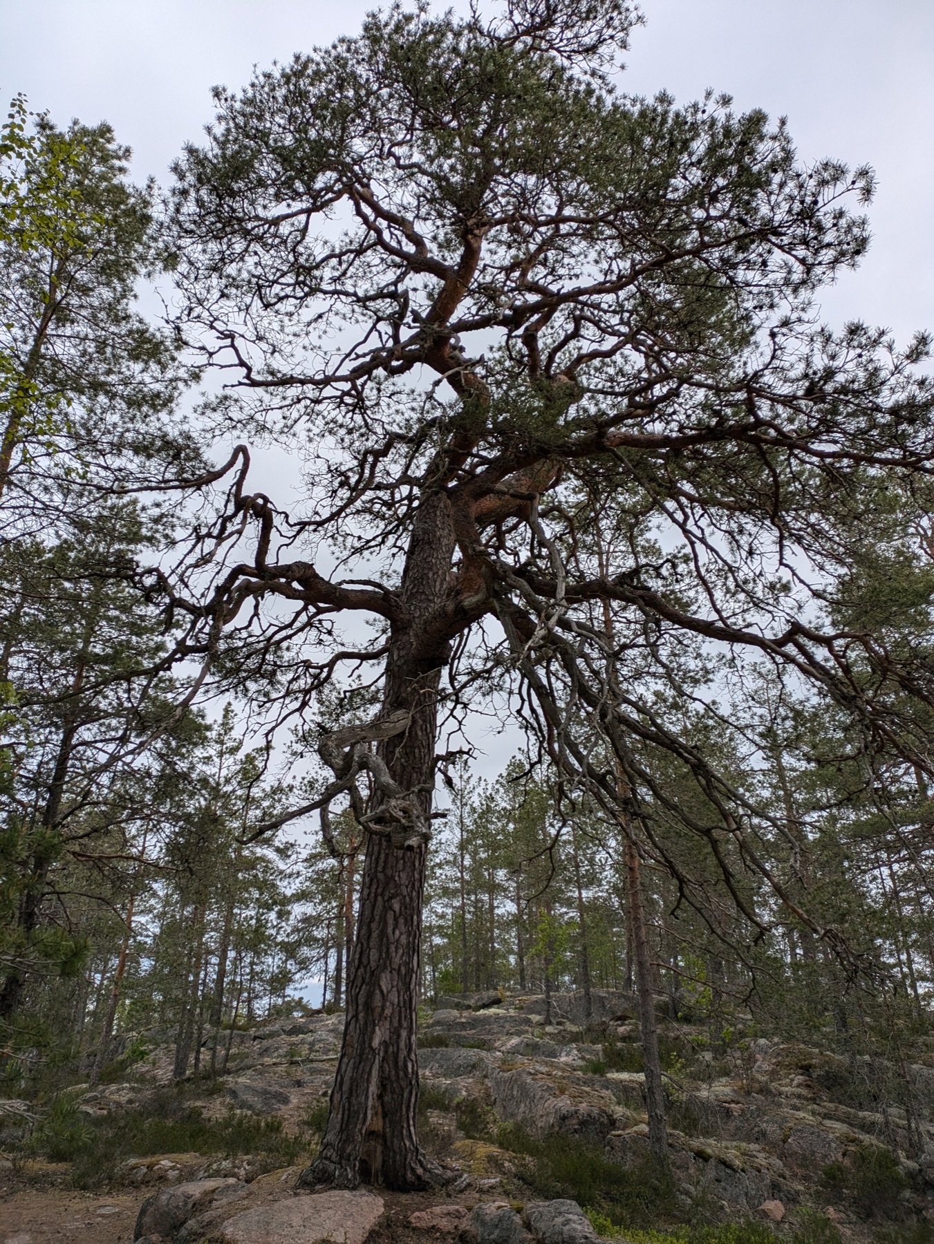 A majestic old gnarled pine standing on a rocky forest outcrop