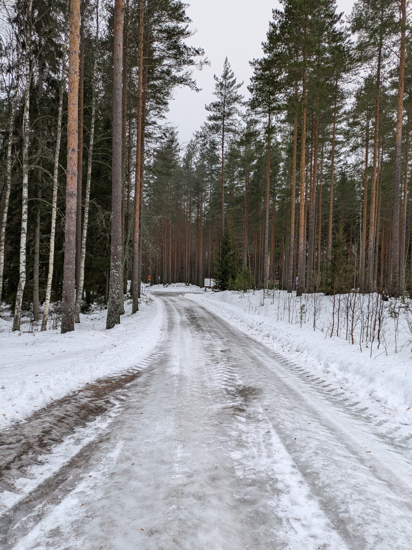 A snowy forest road running between tall pines in winter