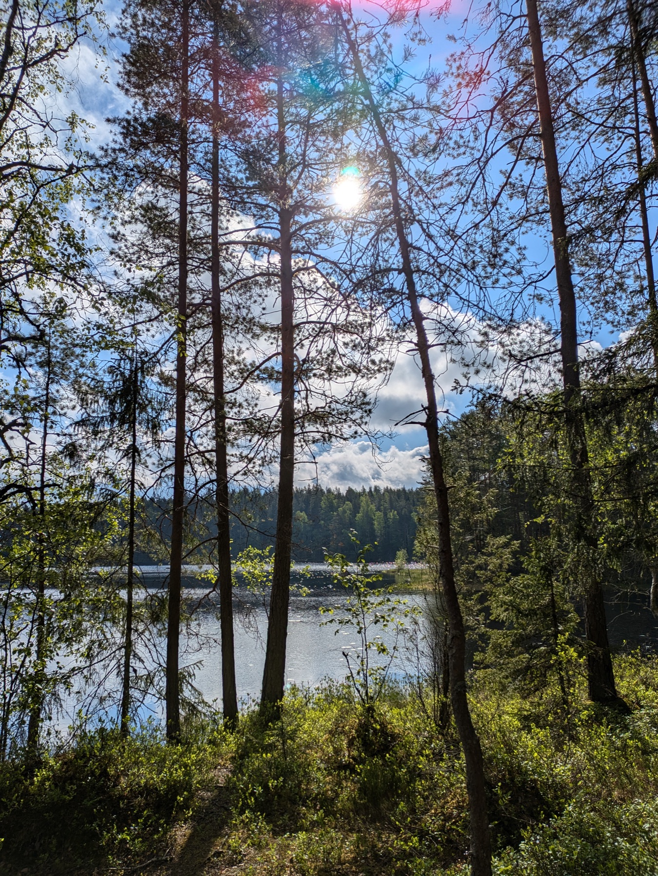 Sunlight streaming through pine trunks beside a forest lake