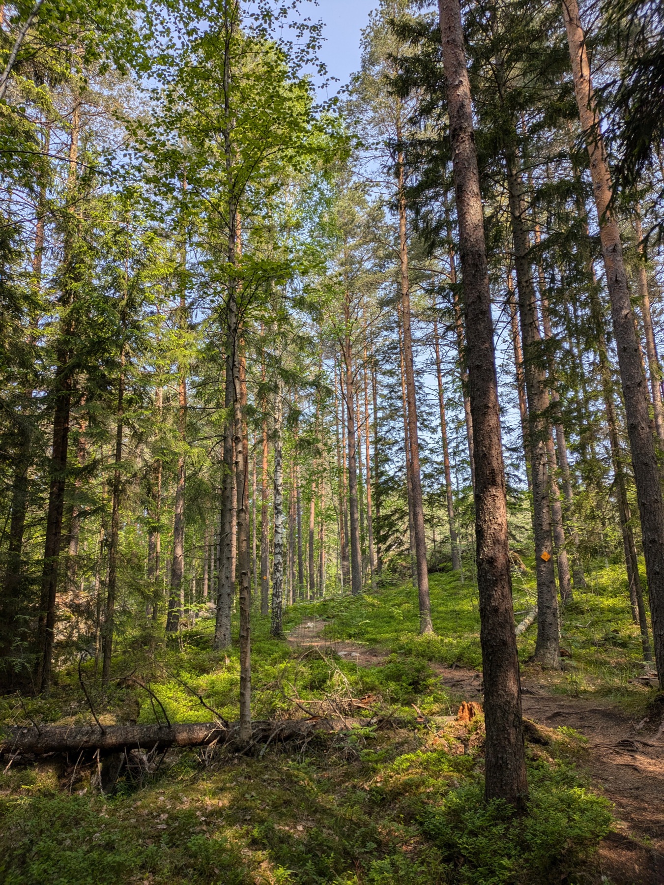 Sunlit forest trail among tall pines