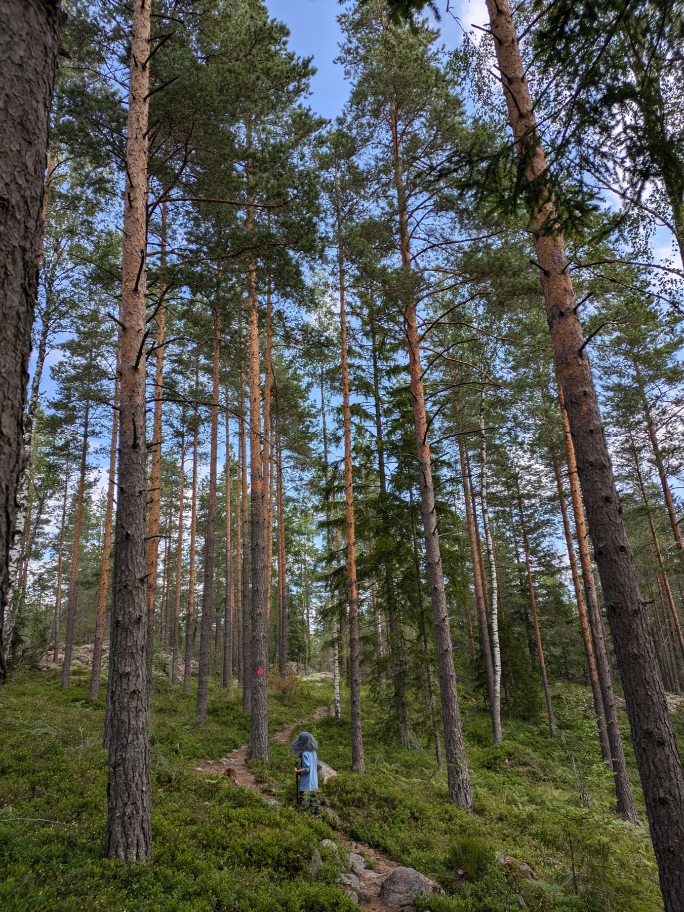 A small figure on a trail dwarfed by towering pine trees