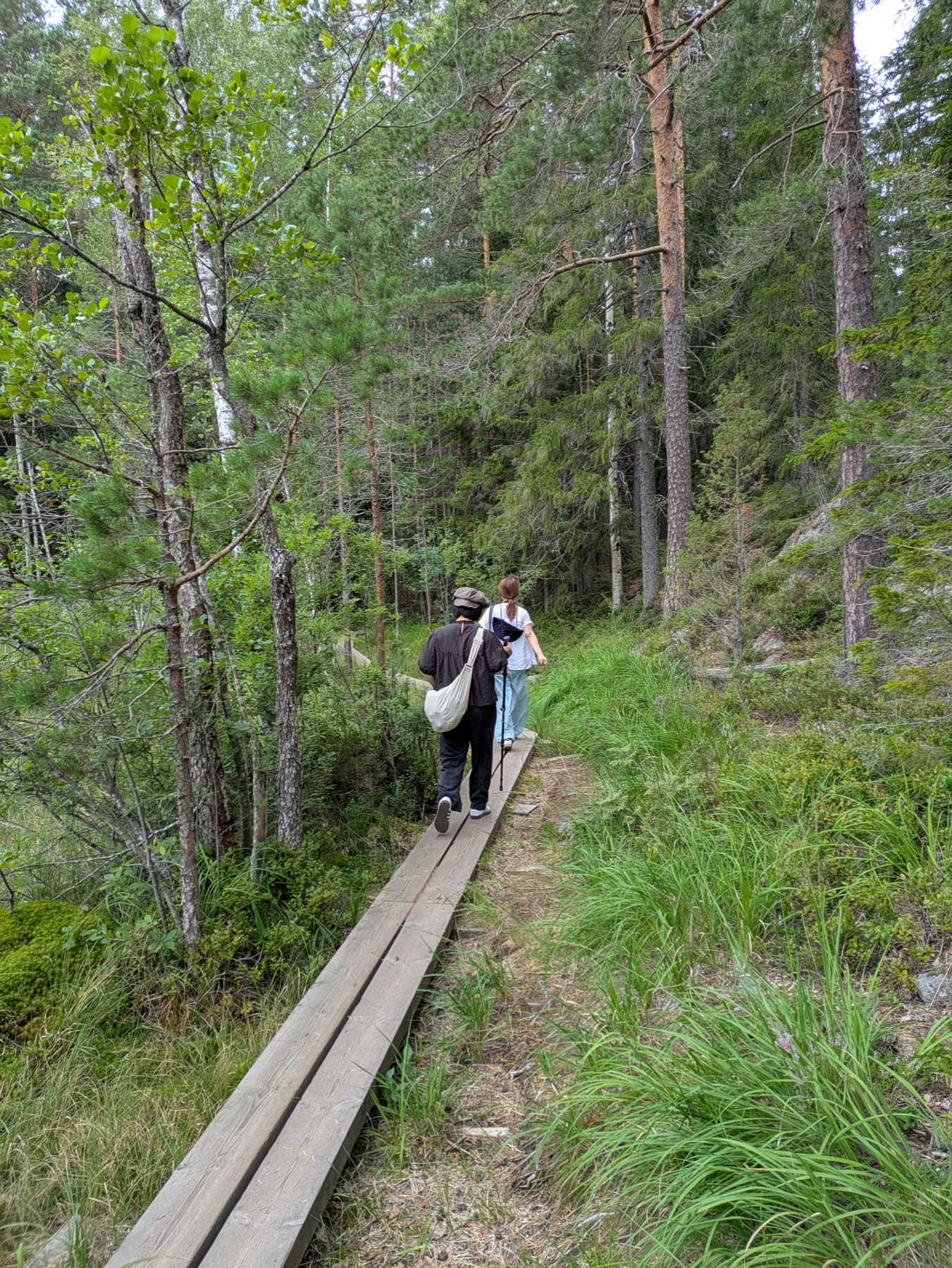 Two walkers following a duckboard path through lush summer woodland