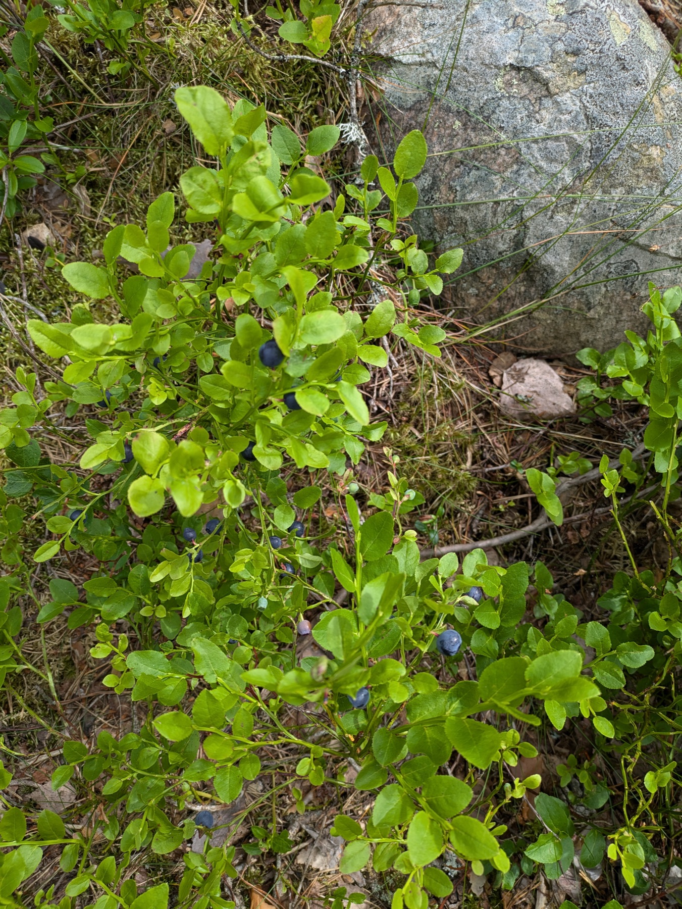 Ripe wild blueberries growing on low bushes beside a forest rock