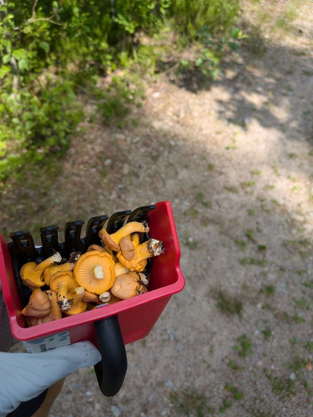 Foraged mushrooms from our forest tours