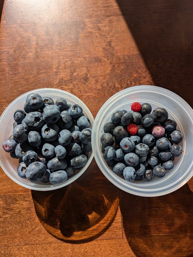 Wild berries picked on our forest tours