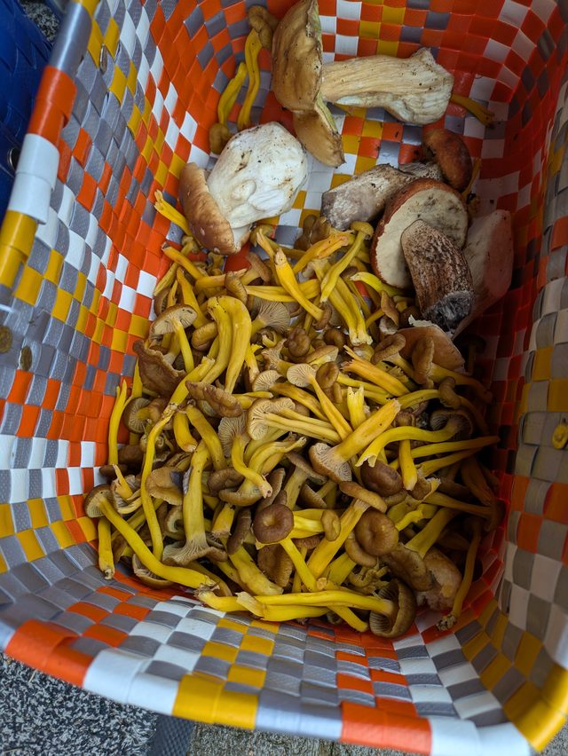 Foraged mushrooms from our forest tours