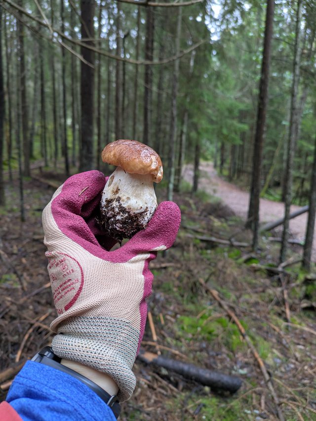 Foraged mushrooms from our forest tours