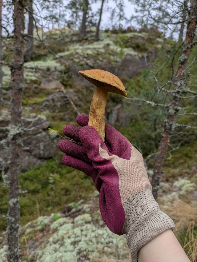 Foraged mushrooms from our forest tours