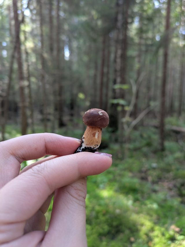 Foraged mushrooms from our forest tours