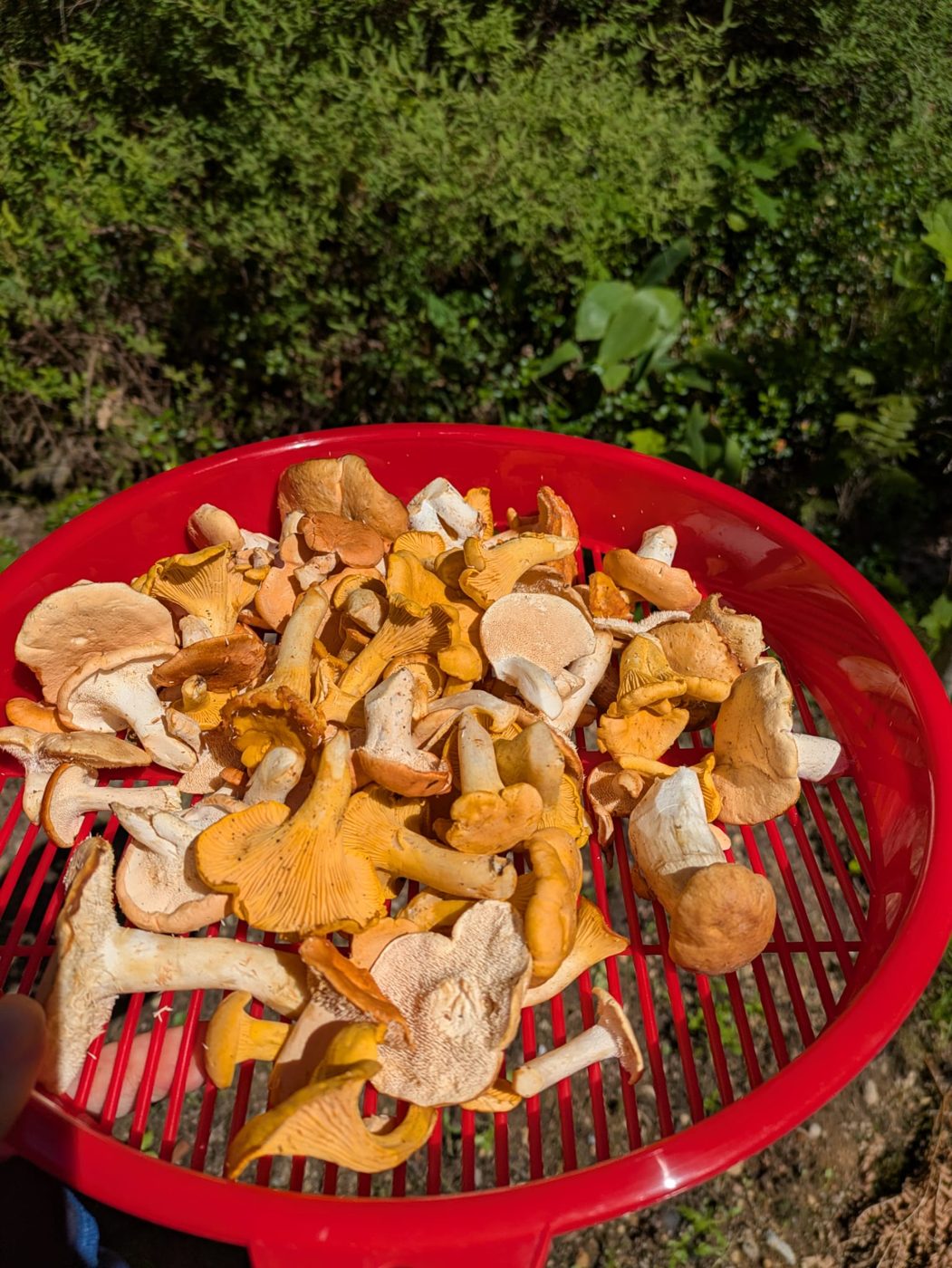 A basket full of the day's mixed wild mushrooms