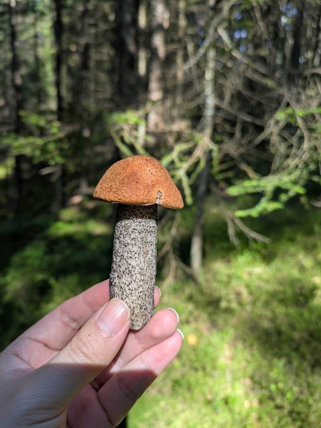 An orange birch bolete mushroom held in hand
