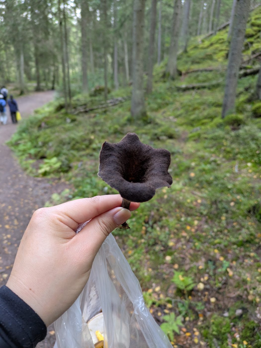 A black trumpet mushroom held in hand on a forest trail