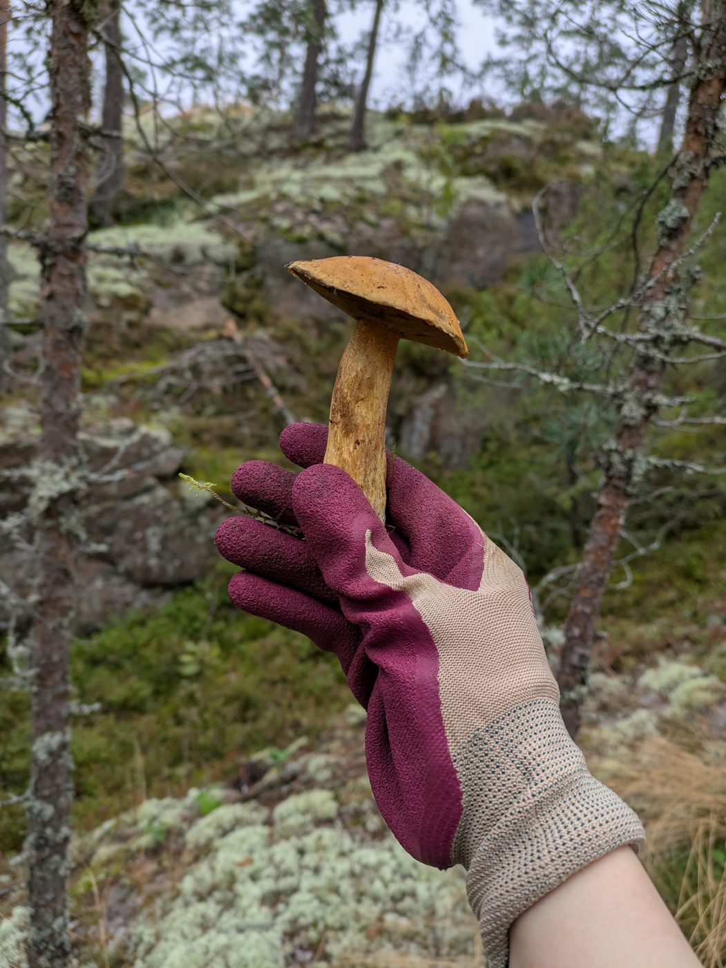 A bolete mushroom held up beside a mossy forest boulder