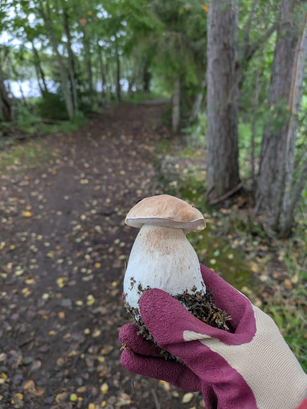 A freshly picked porcini held in a gloved hand on a forest trail