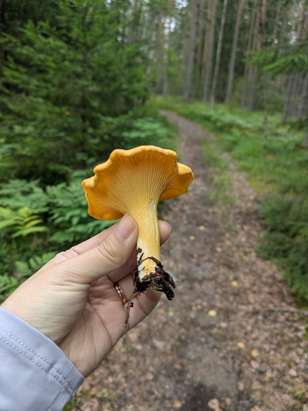 The underside of a chanterelle showing its ridged gills, held on a forest trail