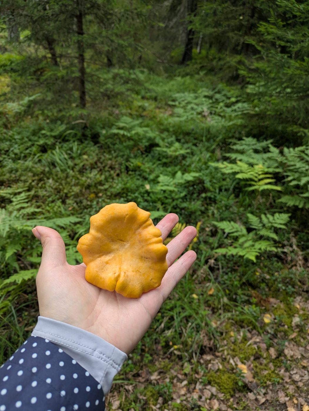 A large golden chanterelle held in an open palm