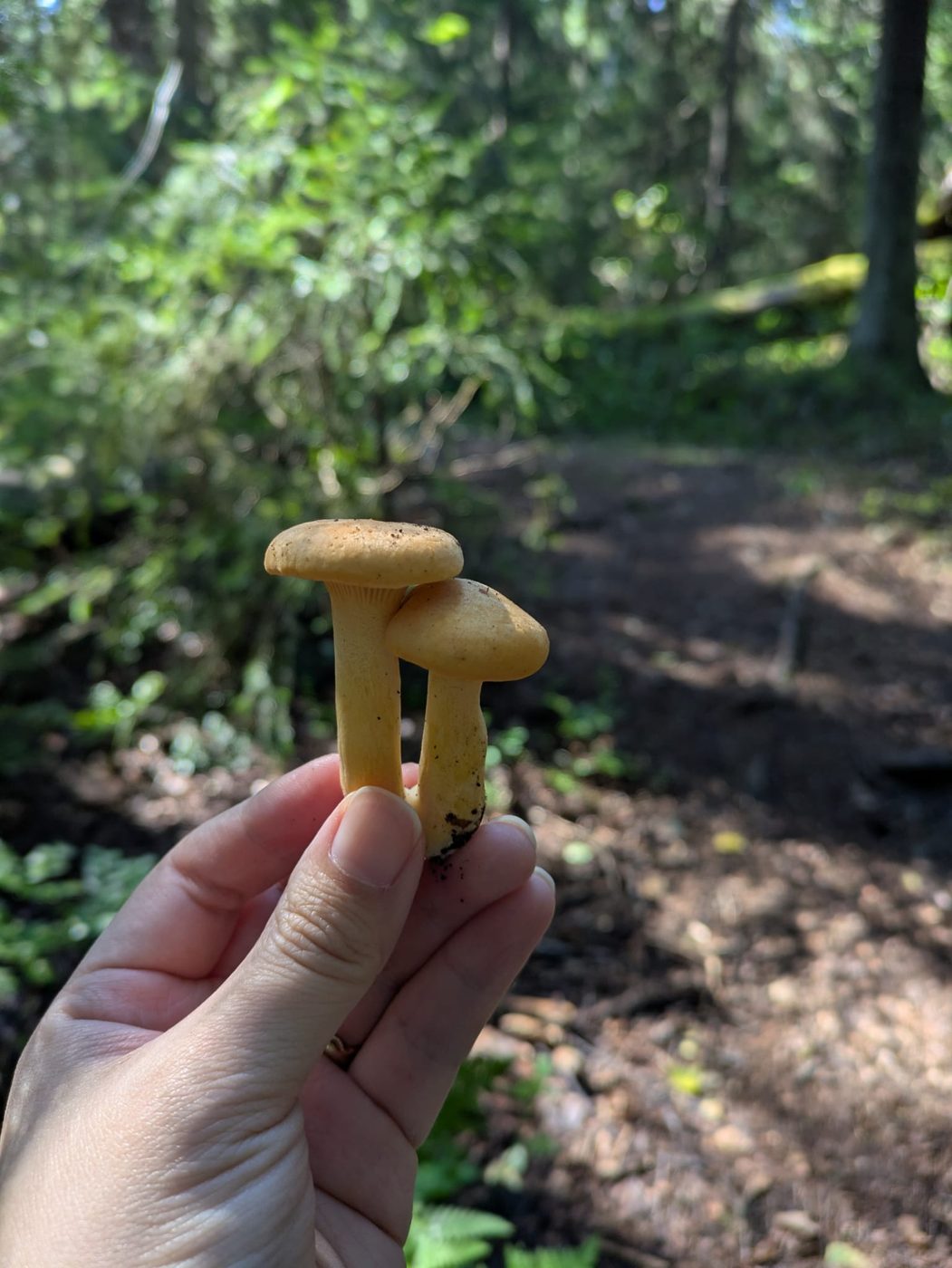 Two chanterelles held up on a forest trail