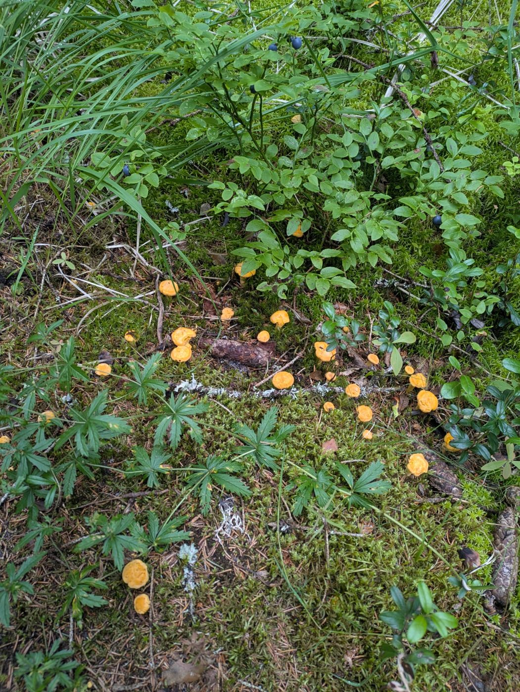 Wild chanterelles growing in forest moss among blueberry plants