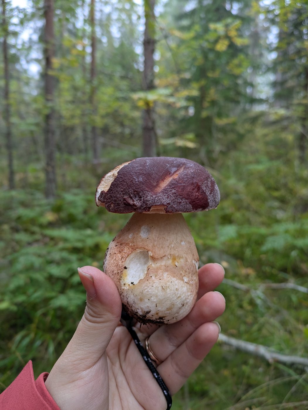 A large dark-capped porcini held in hand in the forest
