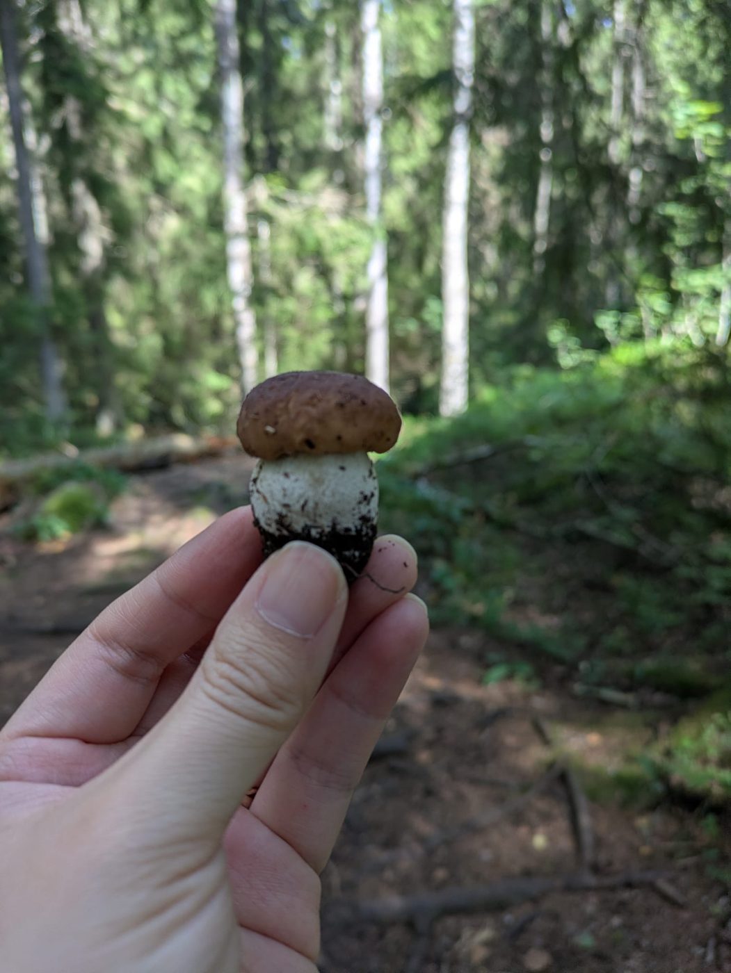 A small freshly picked porcini mushroom held in hand